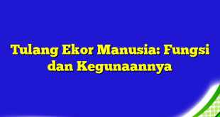 Tulang Ekor Manusia: Fungsi dan Kegunaannya