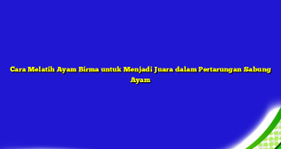 Cara Melatih Ayam Birma untuk Menjadi Juara dalam Pertarungan Sabung Ayam